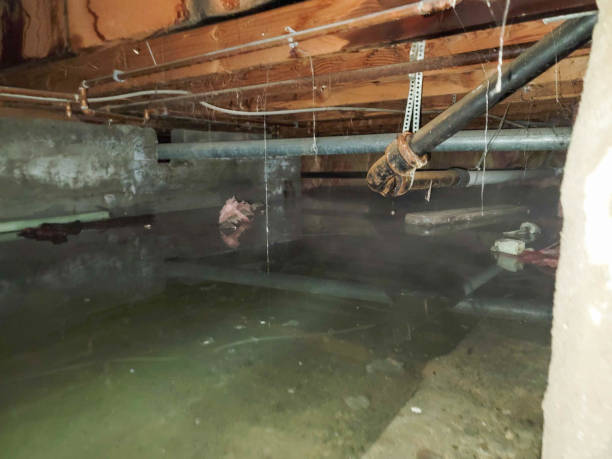 Best Mold removal after water damage  in Colfax, LA